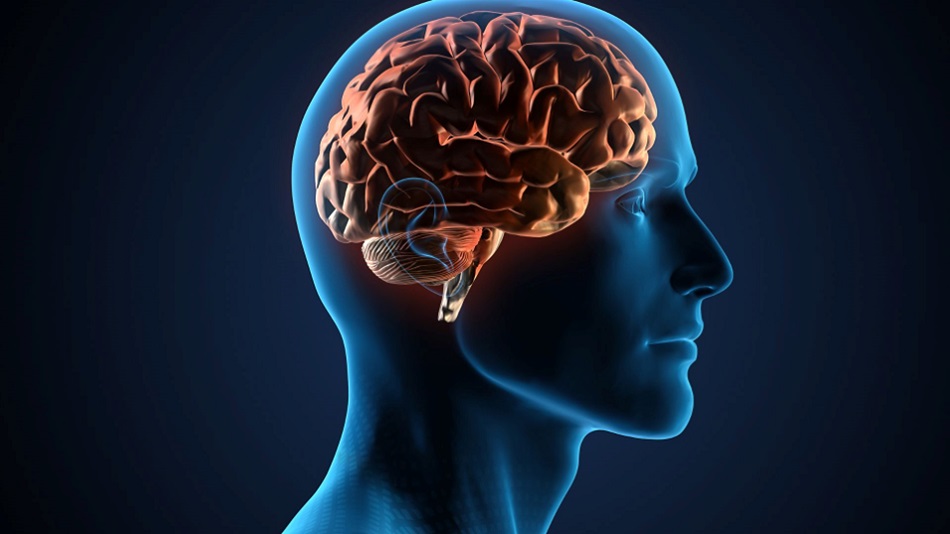 Morphine's Impact on The Brain