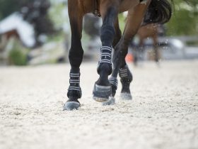 Tendon boots